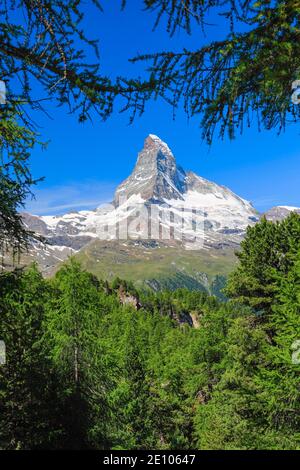 Matterhorn und Lärchenwald im Sommer, Wallis, Schweiz, Europa Stockfoto