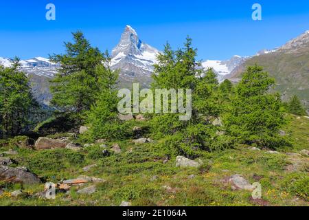 Matterhorn und Lärchenwald im Sommer, Wallis, Schweiz, Europa Stockfoto
