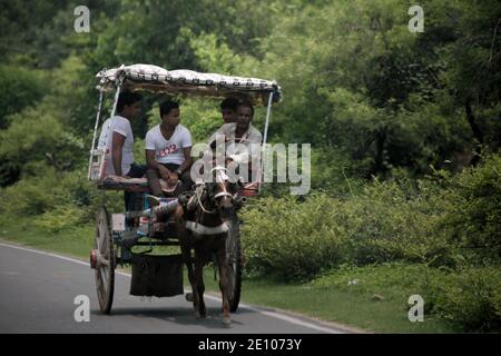 Ein tanga (Pferdekutsche), der Passagiere trägt, die sich auf einer Straße in Rajgir, Bihar, Indien bewegen. Stockfoto