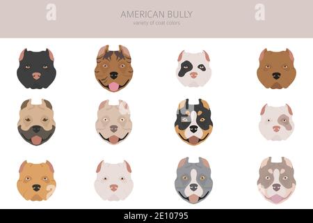 American Bully Hunde Set. Farbvarianten, verschiedene Posen. Hunde Infografik Kollektion. Vektorgrafik Stock Vektor