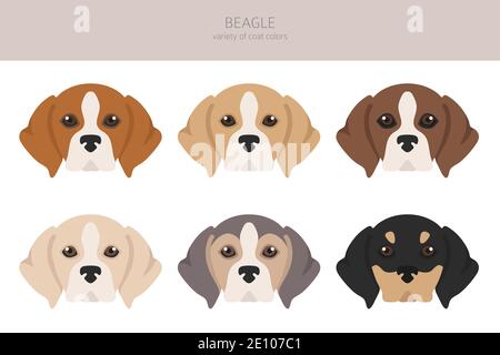 Beagle Clipart. Verschiedene Fellfarben eingestellt. Vektorgrafik Stock Vektor