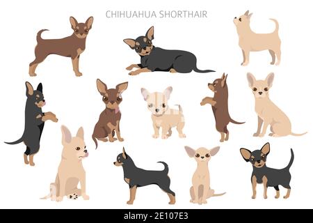 Chihuahua Hunde in verschiedenen Posen. Set für Erwachsene und Welpen. Vektorgrafik Stock Vektor