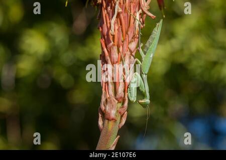 Eine Gottesanbeterin, eine Gottesanbeterin, eine Gottesanbeterin, eine Gottesanbeterin, eine Gottesanbeterin, eine Gottesanbeterin auf Aloe arborescens, Andalusien, Spanien. Stockfoto