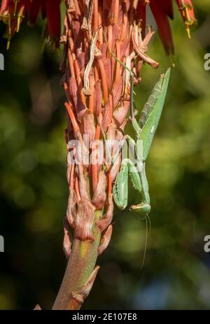 Eine Gottesanbeterin, eine Gottesanbeterin, eine Gottesanbeterin, eine Gottesanbeterin, eine Gottesanbeterin, eine Gottesanbeterin auf Aloe arborescens, Andalusien, Spanien. Stockfoto