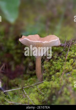 Wildpilz, gewöhnlicher Trichterpilz, Infundibulicybe Gibba, Clitocybe Gibba, im Wald. Spanien. Stockfoto