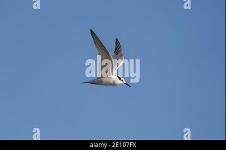 Sandwichseeschwalbe, Thalasseus sandvicensis, im Flug, Andalusien, Spanien. Stockfoto