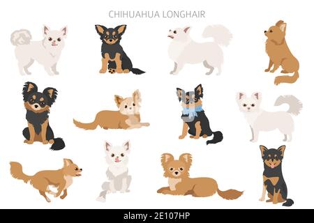 Chihuahua Hunde in verschiedenen Posen. Set für Erwachsene und Welpen. Vektorgrafik Stock Vektor