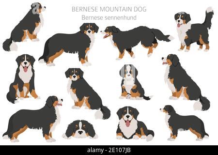 Berner Senner Infografik. Verschiedene Posen, Berner Sennenhund Welpe. Vektorgrafik Stock Vektor
