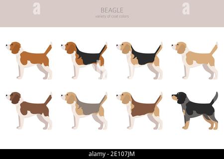 Beagle Clipart. Verschiedene Fellfarben eingestellt. Vektorgrafik Stock Vektor