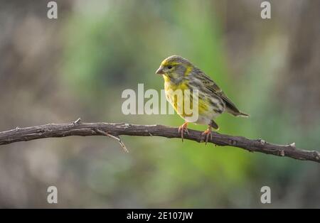 Europäische Serin, Serinus serinus, thront auf einem Ast. Spanien. Stockfoto