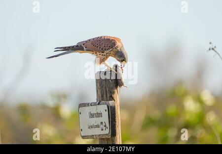 Gemeiner Turmfalke, Falco tinnunculus, erwachsenen Männchen, mit einer Beute, thront auf Zeichen des Naturreservats, Andalusien, Spanien. Stockfoto