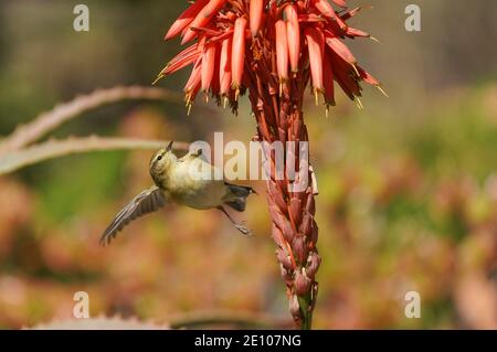 Gewöhnlicher Chiffchaff (Phylloscopus collybita), der sich auf dem Nektar ernährt (Kandelaber Aloe) Aloe arborescens Stockfoto