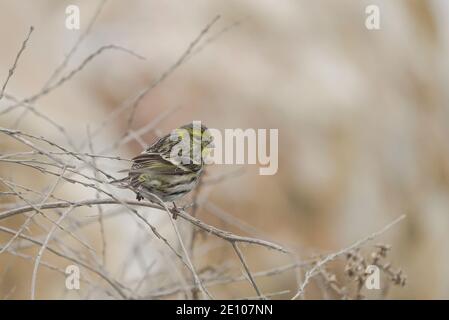 Europäische Serin, Serinus serinus, thront auf einem Ast. Spanien. Stockfoto