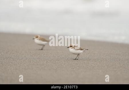 Kentish-Pflüge (Charadrius alexandrinus) im Winter Gefieder an einem Strand Andalucia, Spanien. Stockfoto