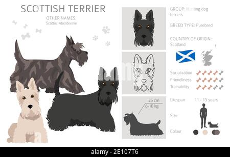 Schottische Terrier Hunde in verschiedenen Posen und Fellfarben. Erwachsene und Welpen scottie Set. Vektorgrafik Stock Vektor