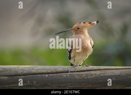 Wiedehopf (Upupa epops ) auf einem Holzbalken sitzend, Andalusien, Spanien. Stockfoto