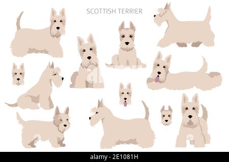 Schottische Terrier Hunde in verschiedenen Posen und Fellfarben. Erwachsene und Welpen scottie Set. Vektorgrafik Stock Vektor