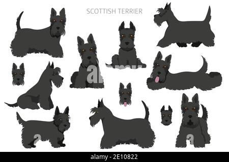 Schottische Terrier Hunde in verschiedenen Posen und Fellfarben. Erwachsene und Welpen scottie Set. Vektorgrafik Stock Vektor
