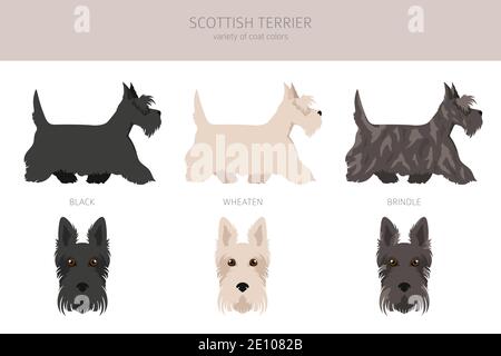 Schottische Terrier Hunde in verschiedenen Posen und Fellfarben. Erwachsene und Welpen scottie Set. Vektorgrafik Stock Vektor