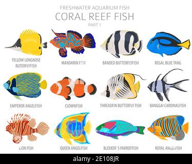 Korallenriff Fisch. Süßwasseraquarium Fisch Symbol Set flach Stil isoliert auf weiß. Vektorgrafik Stock Vektor