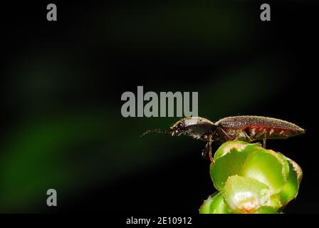 Braunkäfer sitzt im Sommer auf grünen Blüten Stockfoto