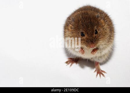 Junge kleine braune Maus auf weißem Hintergrund auf der Hinterhand stehend Beine Stockfoto