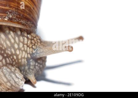 Große Ansicht der Schnecke auf weißem Hintergrund links Stockfoto