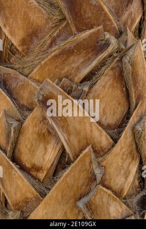 Detail der Rinde eines Palmstammes Stockfoto