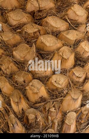 Detail der Rinde eines Palmstammes Stockfoto