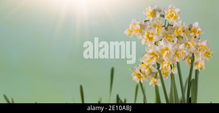 Sonnenlicht auf Narzissen Blumen im Panorama-Hintergrund Stockfoto