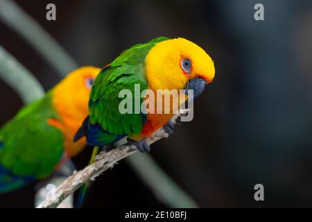 Ein Jenday Conure (Aratinga jandaya), der in einem Baum thront, auch als Jandaya-Sittich bekannt ist, ist ein kleiner neotropischer Vogel, der im Nordosten Brasiliens gefunden wird. Stockfoto