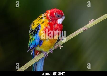 Ein leuchtend roter und gelber östlicher rosella (Platycercus eximius) Papagei oder Sittich ist ein rosella aus dem Südosten Der australische Kontinent und T Stockfoto