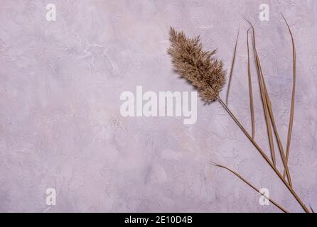 Beige getrocknete Schilfblume mit Blättern auf strukturiertem blauen, grauen und beigen Beton. Flach legen Hintergrund mit getrockneten Blumenarrangement und Kopierraum. Orgel Stockfoto