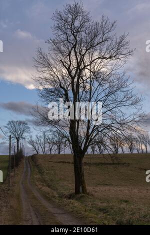 Eine unbefestigte Straße, die bergauf neben den Bäumen verläuft Stockfoto