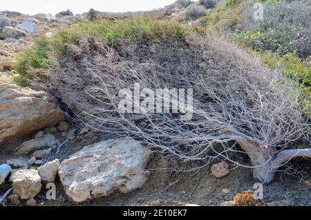 Halbtrockener Busch an der Küste im Norden Zyperns Stockfoto