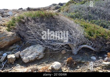 Halbtrockener Busch an der Küste im Norden Zyperns Stockfoto