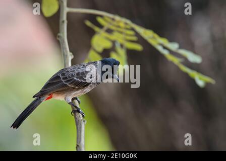 Rot-belüftete Bulbul - Pycnonotus cafer, schöne gemeinsame Sitzvogel aus asiatischen Wäldern und Wäldern, Sri Lanka. Stockfoto