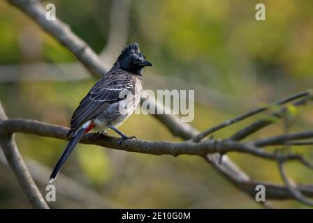 Rot-belüftete Bulbul - Pycnonotus cafer, schöne gemeinsame Sitzvogel aus asiatischen Wäldern und Wäldern, Sri Lanka. Stockfoto