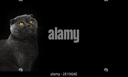 Banner der schönen schottischen Falte Katze im Studio auf einem Schwarzer isolierter Hintergrund mit Kopierbereich Foto Stockfoto