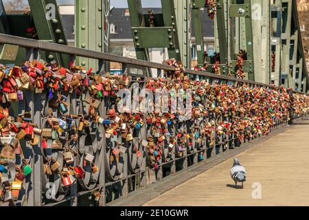 Viele Schleusen auf dem Geländer der Eisenbrücke in Frankfurt. Liebesschlösser in verschiedenen Farben im Sonnenschein. Taube davor auf dem Fußweg Stockfoto