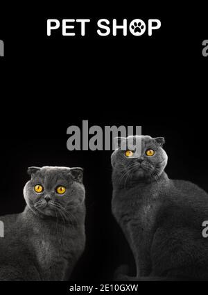 Banner PET Shop Vorlage oder Design mit Katzen auf einem schwarzen isolierten Hintergrund, schottische Faltenporträts mit Copy Space Foto Stockfoto