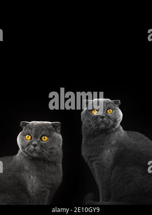 Katzen-Collage mit schottischer Falte im Studio auf schwarzem isolierten Hintergrund, Kopierraum, Komposition von Tieren, Designfoto Stockfoto