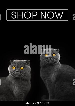 Banner Shop jetzt mit Katzen schottische Falte im Studio isoliert schwarzen Hintergrund, kopieren Raum Poster Foto Stockfoto