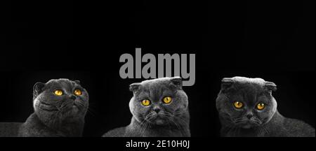 Collage von Kopf Katzen scottish falten, close up Studio Foto Tier Porträt, isoliert schwarzen Hintergrund, kopieren Raum Banner Foto Stockfoto