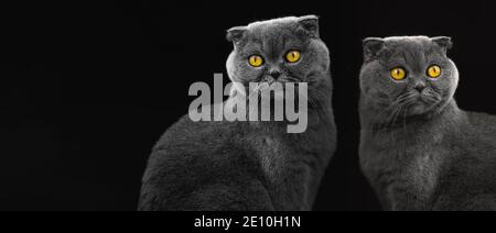 Collage mit schottischen Faltenkatzen im Studiofoto auf einem schwarzen isolierten Untergrund, Composite mit Copy Space Bannerfoto Stockfoto