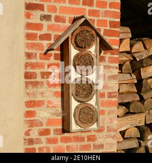 Insektenhotel (Insektenhaus, Bienenhotel) aus Holz, hohlem Schilf und hohlem Bambus, der an einer Ziegelwand hängt Stockfoto