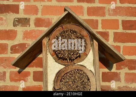 Insektenhotel (Insektenhaus, Bienenhotel) aus Holz, hohlem Schilf und hohlem Bambus, der an einer Ziegelwand hängt Stockfoto