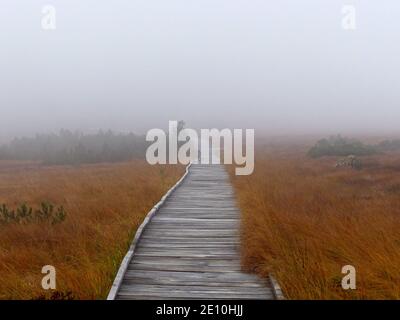 Sicherer Weg durch den Moor auf EINEM Holzweg, Hornisgrinde, Schwarzwald Stockfoto