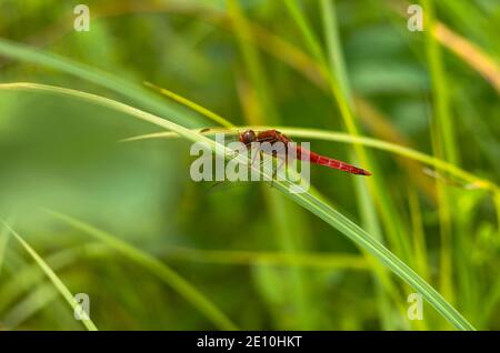 Männliche scharlachrote Libelle (Crocothemis erythraea) Auf einem Grasblatt sitzend Stockfoto