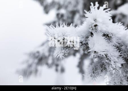 Oberried, Deutschland. Januar 2021. Eiskristalle hängen an einem Baum in der Nähe des Skilifts am Haldenköpfle. Viele nutzen den letzten Tag des langen Neujahrswochenendes für einen Ausflug in den verschneiten Schwarzwald. Quelle: Philipp von Ditfurth/dpa/Alamy Live News Stockfoto